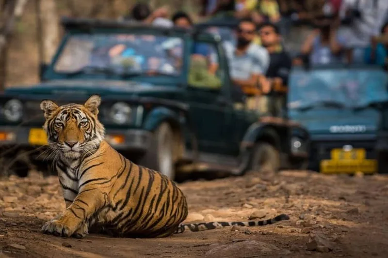 Goldenes Dreieck & Ranthambore in 4 Tagen